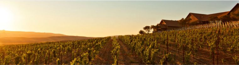 Ram's Gate Winery