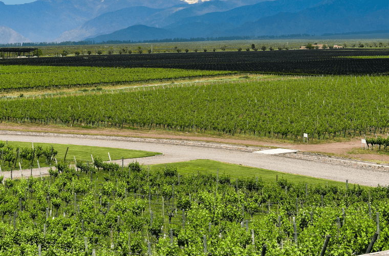 Vineyards at Mendoza, Argentina