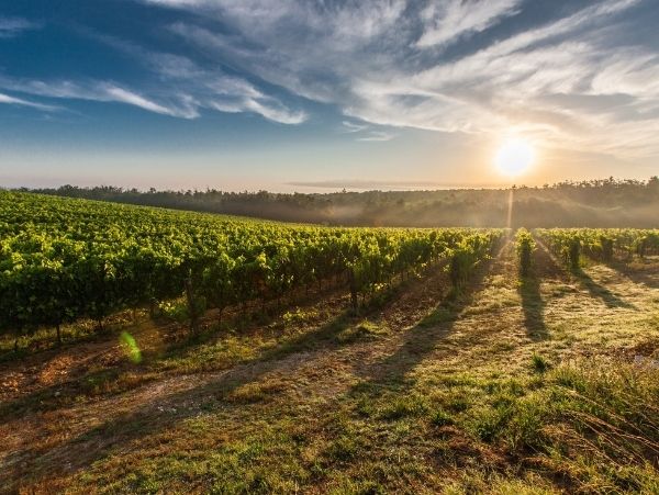Vineyard In China