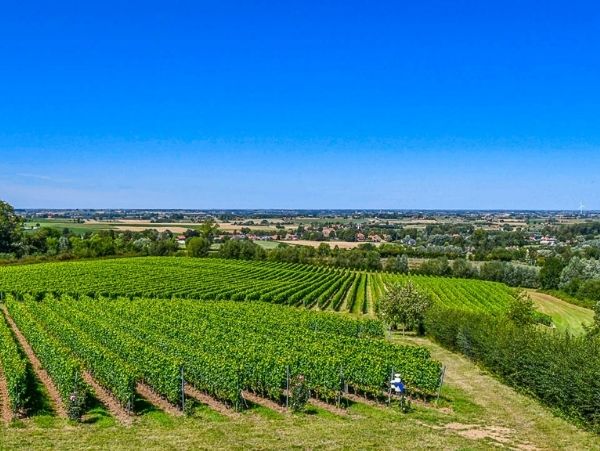 Belgian Vineyards
